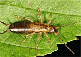 earwig control cape cod