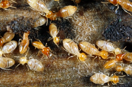 Termite nest eating a home - Cape Cod Pest Pros and termite control service