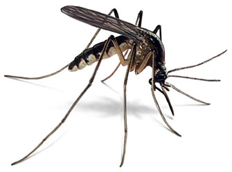 mosquito removal cape cod