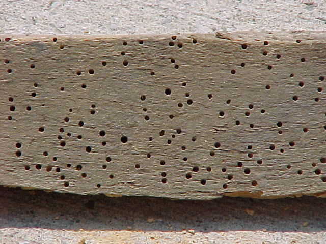 powder post beetle larva