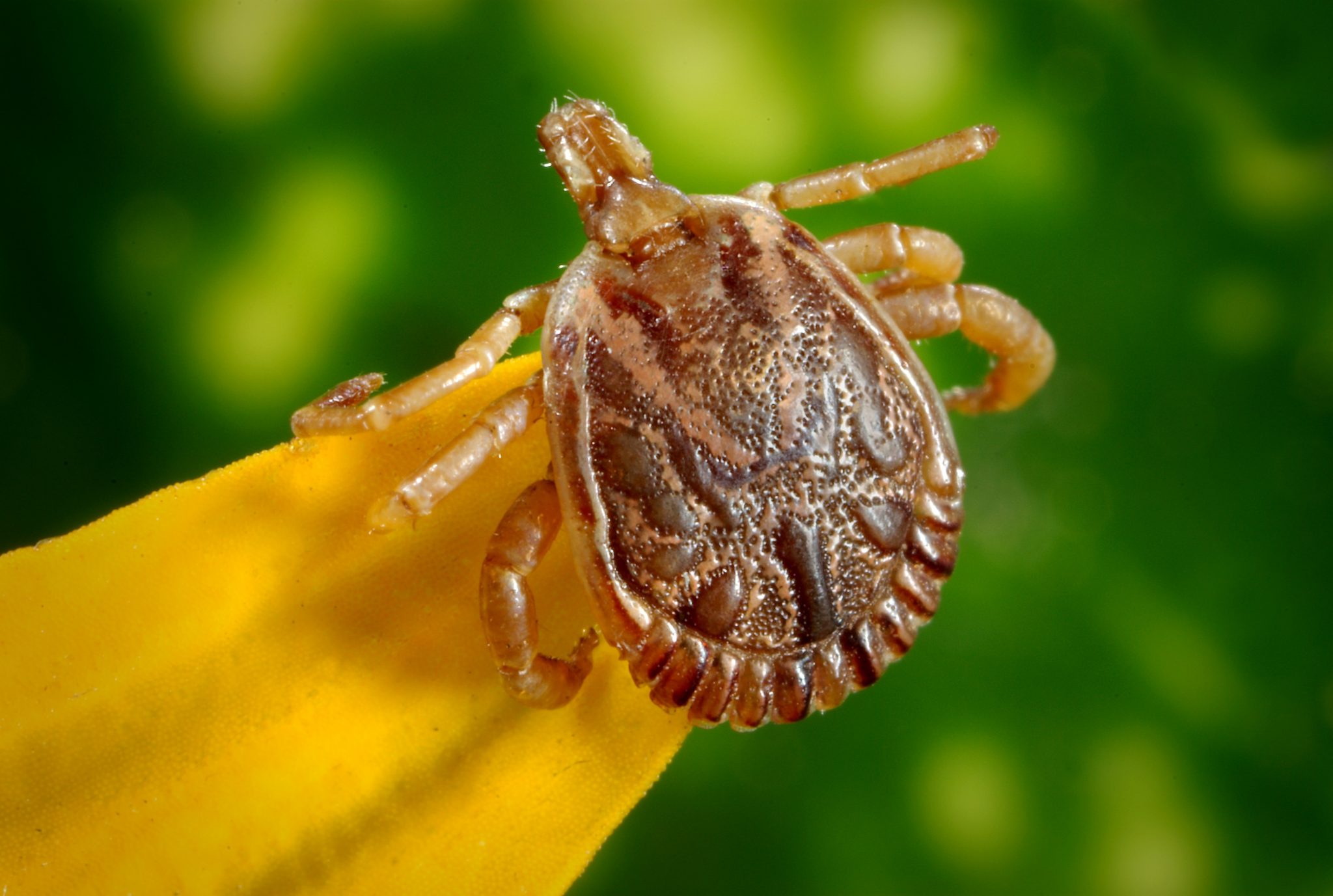 tick control cape cod