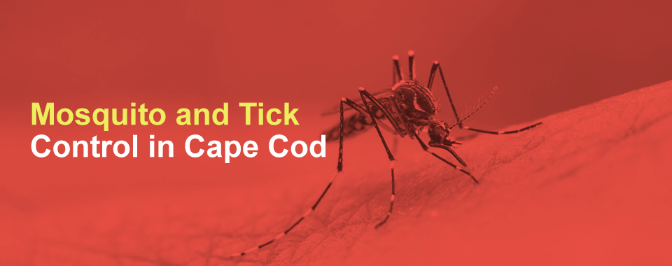 mosquito and tick control in cape cod