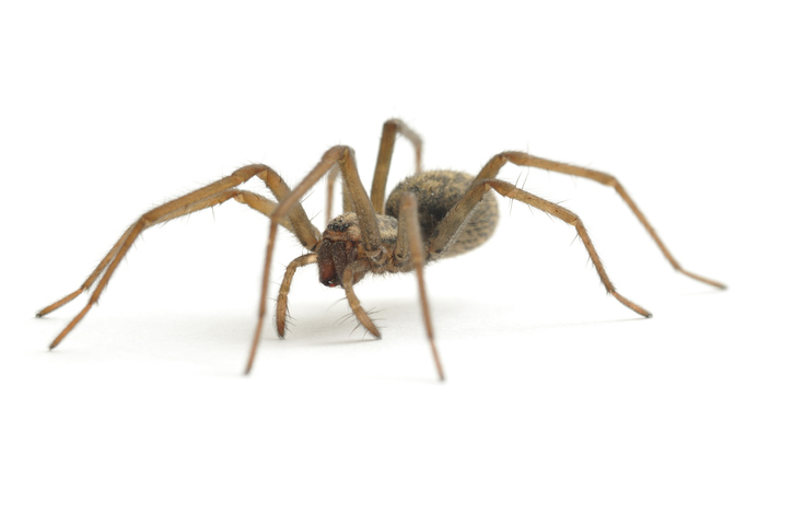 spider control