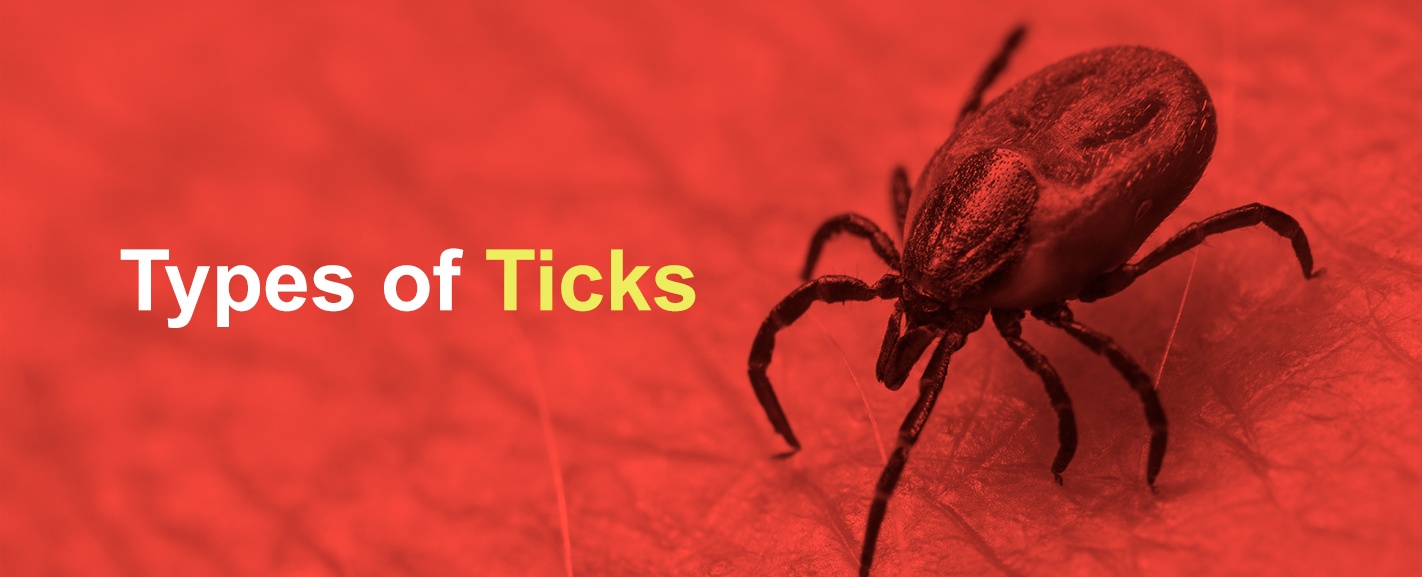 types of ticks