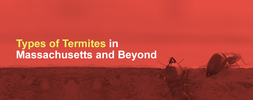 Types of Termites in Massachusetts and Beyond