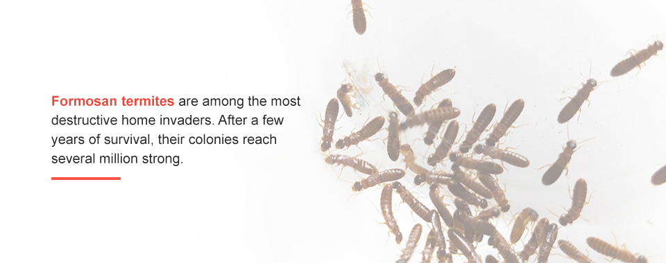Formosan Termites
