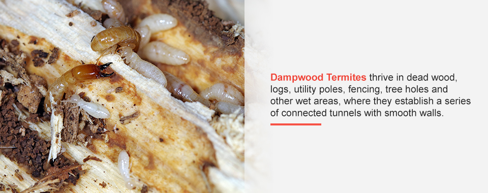 Dampwood Termites
