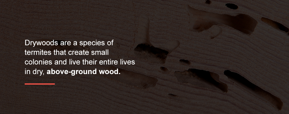 Druwood Termites