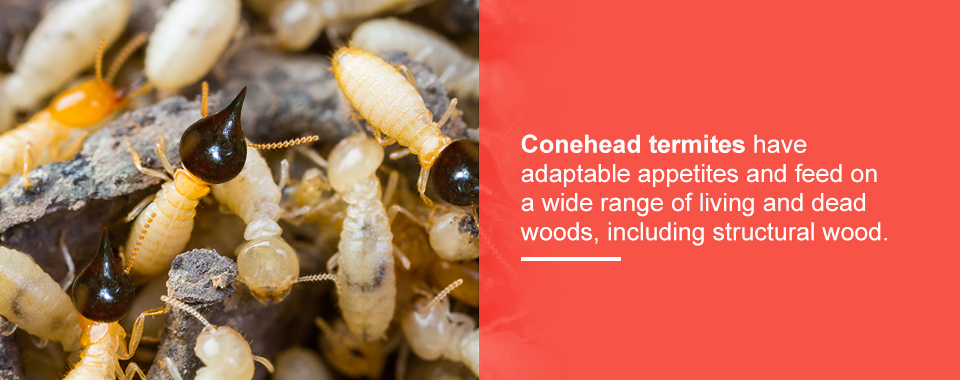Conehead Termites