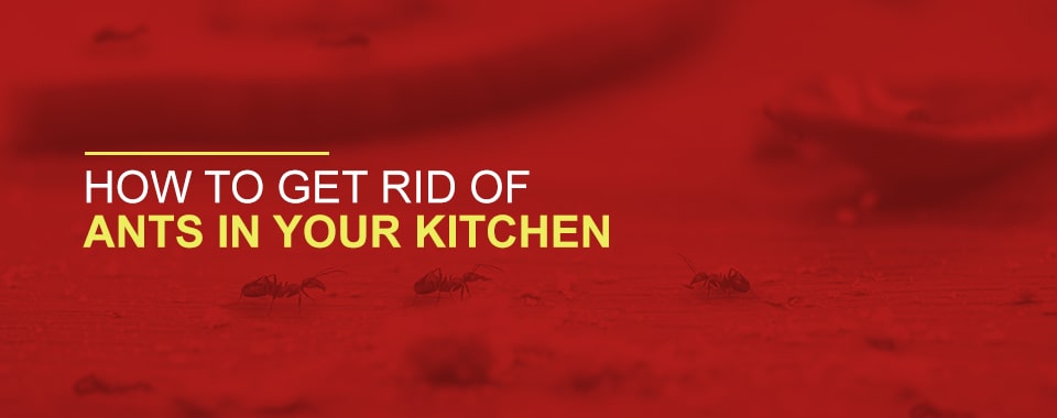 How to Get Rid of Ants in Your Kitchen